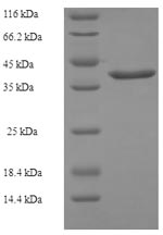 Greater than 90% as determined by SDS-PAGE.