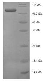 Greater than 90% as determined by SDS-PAGE.