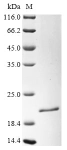 Greater than 85% as determined by SDS-PAGE.