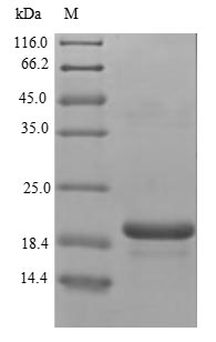 Greater than 90% as determined by SDS-PAGE.