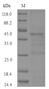 Greater than 90% as determined by SDS-PAGE.