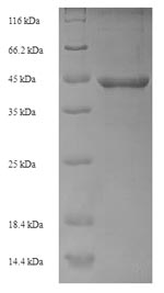 Greater than 90% as determined by SDS-PAGE.Recombinant E.Coli Dna Repair Protein Reco (RECO) Protein (His-SUMO)