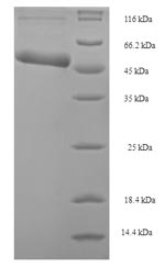 Greater than 90% as determined by SDS-PAGE.Recombinant E.Coli Holliday Junction Atp-Dependent Dna Helicase Ruvb (RUVB) Protein (His-SUMO)