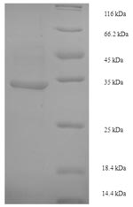 Greater than 90% as determined by SDS-PAGE.
