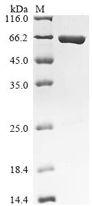 Greater than 90% as determined by SDS-PAGE.