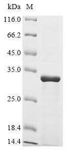 Greater than 85% as determined by SDS-PAGE.