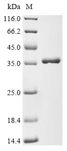 Greater than 90% as determined by SDS-PAGE.Recombinant E.Coli Nucleoside-Specific Channel-Forming Protein Tsx (TSX) Protein (His&Myc)