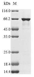 Greater than 85% as determined by SDS-PAGE.Recombinant E.Coli O157:H7 Outer Membrane Protein Assembly Factor Bama (BAMA) Protein (His)