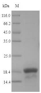 Greater than 90% as determined by SDS-PAGE.