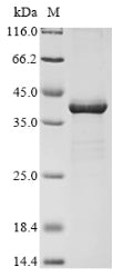 Greater than 85% as determined by SDS-PAGE.