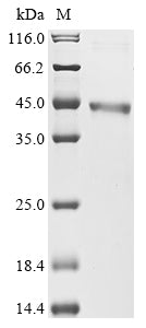 Greater than 90% as determined by SDS-PAGE.