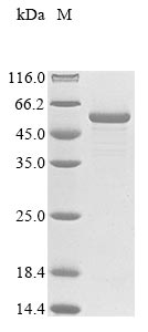 Greater than 85% as determined by SDS-PAGE.