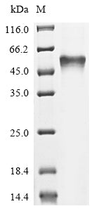 Greater than 85% as determined by SDS-PAGE.Recombinant E.Coli Bifunctional Protein Glmu (GLMU) Protein (His)