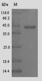 Greater than 90% as determined by SDS-PAGE.