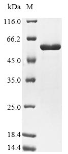 Greater than 90% as determined by SDS-PAGE.Recombinant E.Coli Pyruvate Kinase I (PYKF) Protein (His)
