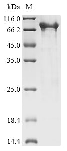 Greater than 85% as determined by SDS-PAGE.Recombinant Pandalus Borealis Northern Shrimp Nuclease (NUC1) Protein (MBP)
