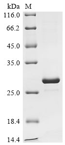 Greater than 90% as determined by SDS-PAGE.Recombinant E.Coli O157:H7 Mrna Interferase Mazf (MAZF) Protein (His-KSI)