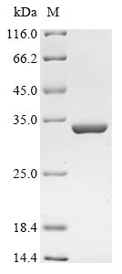 Greater than 90% as determined by SDS-PAGE.