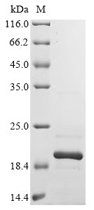 Greater than 85% as determined by SDS-PAGE.
