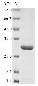 Greater than 85% as determined by SDS-PAGE.