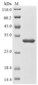 Greater than 85% as determined by SDS-PAGE.