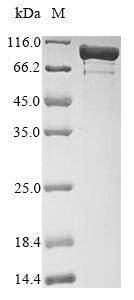 Greater than 85% as determined by SDS-PAGE.Recombinant E.Coli Dna Gyrase Subunit A (GYRA) Protein (His)