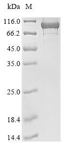 Greater than 85% as determined by SDS-PAGE.