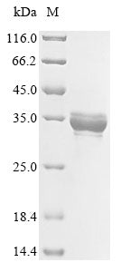 Greater than 85% as determined by SDS-PAGE.