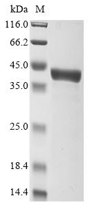 Greater than 90% as determined by SDS-PAGE.Recombinant E.Coli Glycine Betaine/Proline Betaine-Binding Periplasmic Protein (PROX) Protein (His&Myc)
