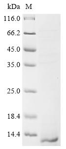 Greater than 85% as determined by SDS-PAGE.Recombinant Spinacia Oleracea Plastocyanin,Chloroplastic (PETE)