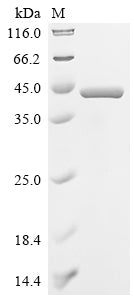 Greater than 90% as determined by SDS-PAGE.Recombinant Lactobacillus Casei L-Lactate Dehydrogenase (LDH) Protein (His)