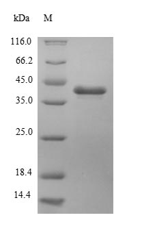 Greater than 85% as determined by SDS-PAGE.