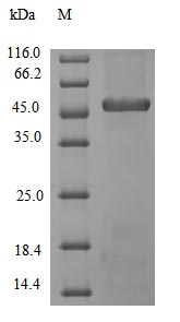 Greater than 90% as determined by SDS-PAGE.