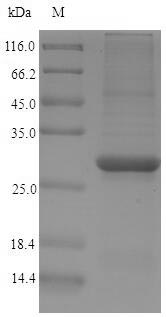 Greater than 90% as determined by SDS-PAGE.Recombinant Carica Papaya Papain Protein (His)