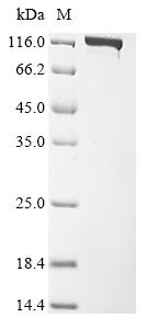 Greater than 90% as determined by SDS-PAGE.Recombinant Acidaminococcus Sp. Crispr-Associated Endonuclease Cas12A (CAS12A) Protein (His&Myc)