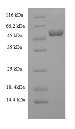 Greater than 90% as determined by SDS-PAGE.