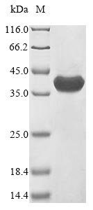 Greater than 85% as determined by SDS-PAGE.