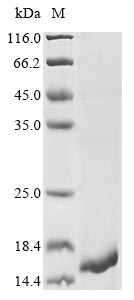 Greater than 85% as determined by SDS-PAGE.Recombinant Naja Atra Cytotoxin 2 Protein (His&Myc)