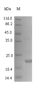 Greater than 90% as determined by SDS-PAGE.Recombinant Viscum Album Viscotoxin-A3 (THI2.1) Protein (His-SUMO)