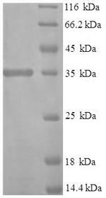 Greater than 90% as determined by SDS-PAGE.