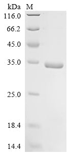 Greater than 85% as determined by SDS-PAGE.Recombinant Mouse Interferon Alpha-2 (IFNA2) Protein (His-SUMO)