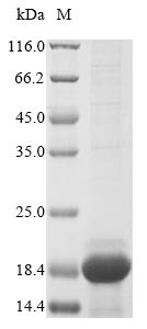 Greater than 85% as determined by SDS-PAGE.Recombinant Mouse Ig Kappa Chain V-V Region K2 (IGKV12-41) Protein (His&Myc)