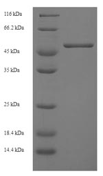 Greater than 90% as determined by SDS-PAGE.Recombinant Mouse H-2 Class I Histocompatibility Antigen, D-D Alpha Chain (H2-D1) Protein (His-SUMO)