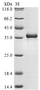 Greater than 85% as determined by SDS-PAGE.Recombinant Mouse H-2 Class I Histocompatibility Antigen, D-D Alpha Chain (H2-D1) Protein (His)