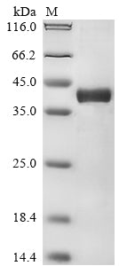 Greater than 90% as determined by SDS-PAGE.Recombinant Mouse H-2 Class I Histocompatibility Antigen, D-D Alpha Chain (H2-D1) Protein (His)