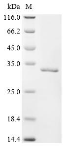 Greater than 90% as determined by SDS-PAGE.Recombinant Mouse H-2 Class Ii Histocompatibility Antigen, E-D Alpha Chain (H2-EA) Protein (His&Myc)