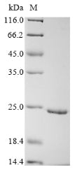 Greater than 90% as determined by SDS-PAGE.Recombinant Glycine Max Leghemoglobin C2 Protein (His)