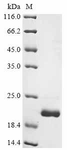 Greater than 90% as determined by SDS-PAGE.Recombinant Glycine Max Leghemoglobin C2 Protein (His&HA)