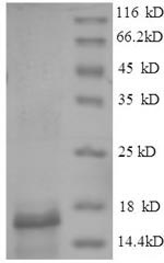 Greater than 90% as determined by SDS-PAGE.Recombinant Gadus Morhua Subsp. Callarias Parvalbumin Beta Protein (His)