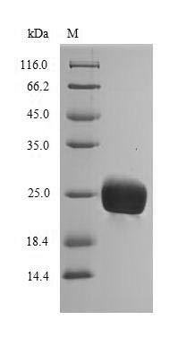 Greater than 85% as determined by SDS-PAGE.